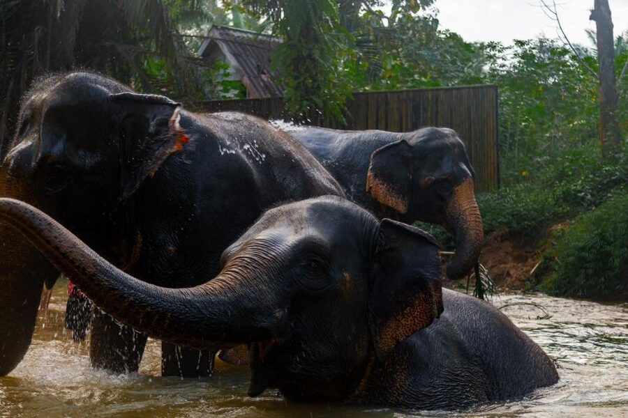 Khaolak: Elephant Sanctuary Guided Tour with Hotel Transfers - Who Should Book This Visit?