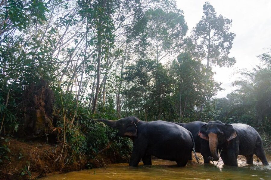 Khaolak: Elephant Sanctuary Guided Tour with Hotel Transfers - The Bathing Session Without a Performance