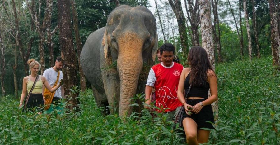 Khaolak: Sunset Elephant Walk with Complimentary Cocktail - A quiet elephant visit, not a staged show
