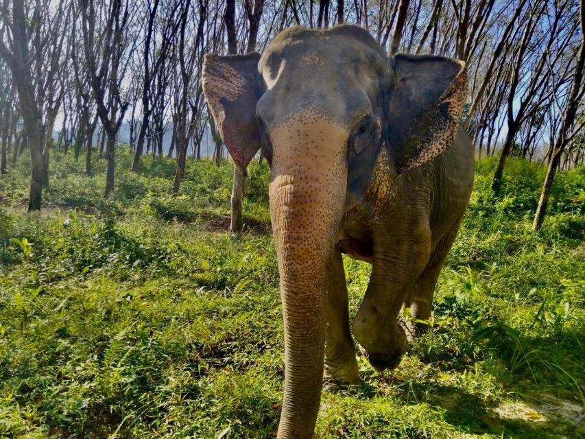 Khaolak: Sunset Elephant Walk with Complimentary Cocktail - Sunset, stillness, and the cocktail break