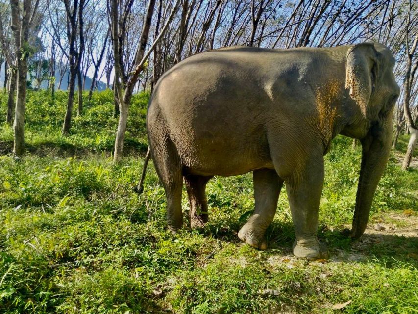 Khaolak: Sunset Elephant Walk with Complimentary Cocktail - The ethical rules shape the whole experience