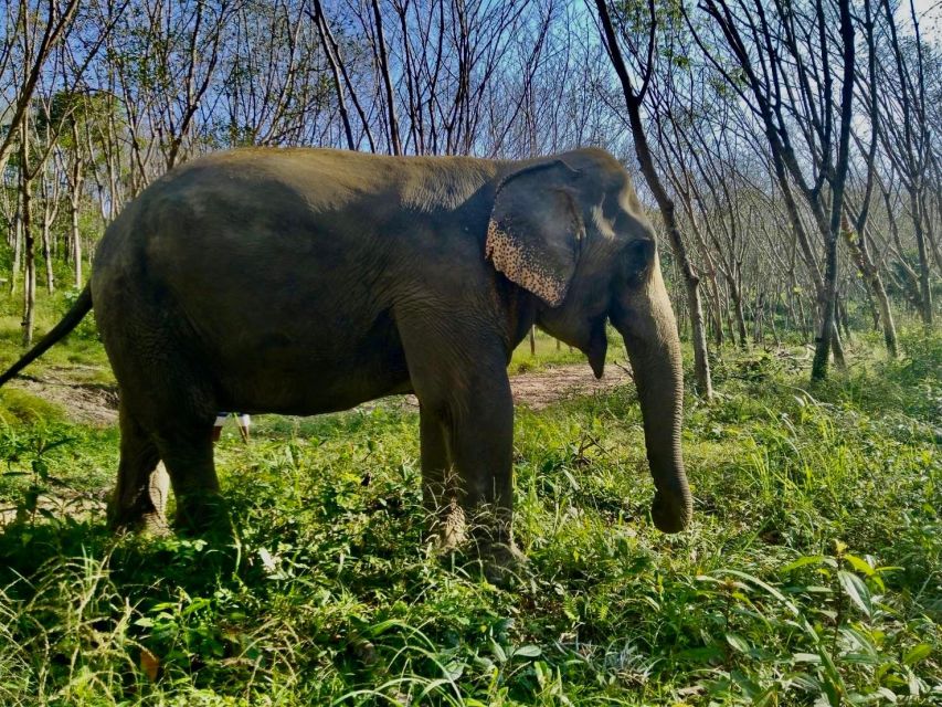 Khaolak: Sunset Elephant Walk with Complimentary Cocktail - The guide can make or break the visit