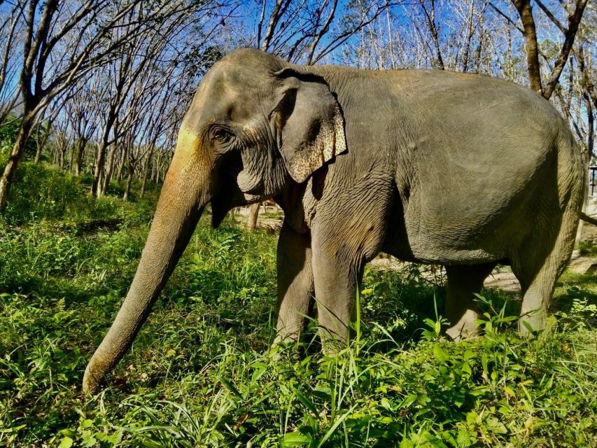 Khaolak: Sunset Elephant Walk with Complimentary Cocktail - Who should book this Khao Lak experience?