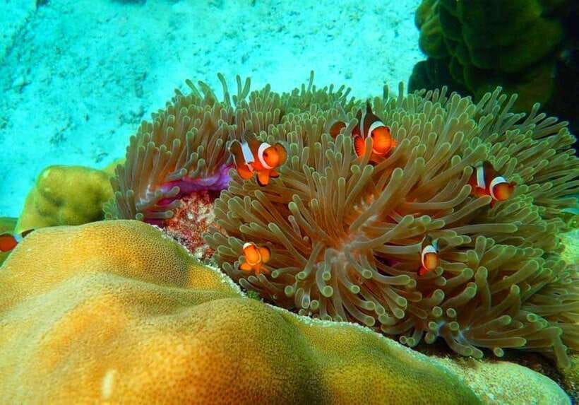 Ko Lanta: Full-Day Snorkel Trip to Phi Phi & Bamboo Islands - What the $56 day actually gives you