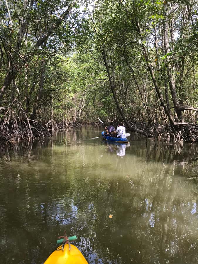 Ko Lanta: HALF DAY EXPLORE MANGROVE KAYAKING TOUR AND LUNCH - Who will enjoy this half-day tour