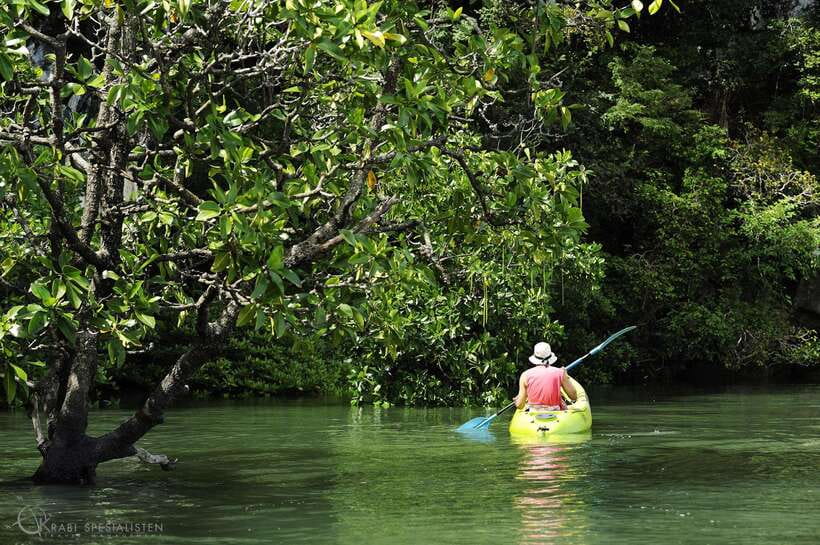 Ko Lanta: Half-Day Mangrove Kayaking Tour with Lunch - A quiet start at Tung Yee Peng Pier