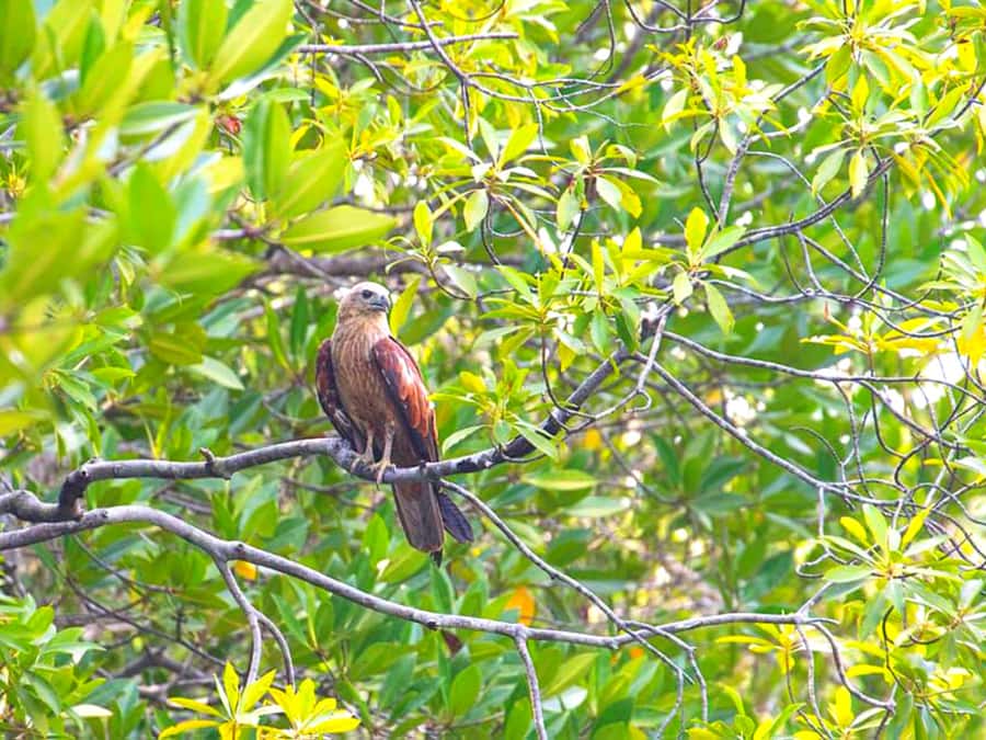 Ko Lanta: Mangrove Forest Boat Tour with Lunch or Dinner - Why Ko Lanta’s mangroves are worth your time