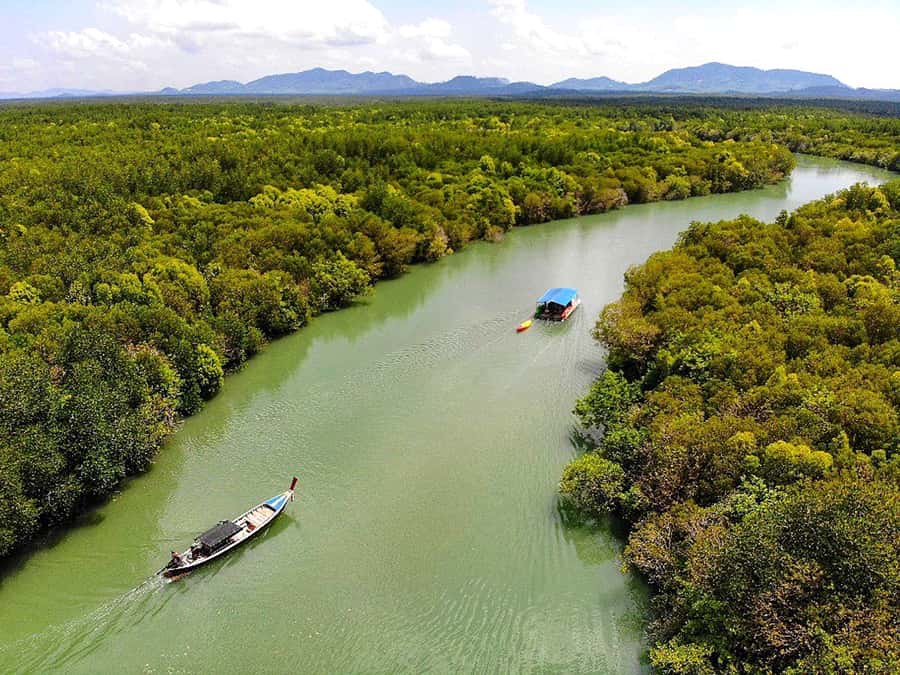 Ko Lanta: Mangrove Forest Boat Tour with Lunch or Dinner - Setting out from Tung Yee Peng Pier