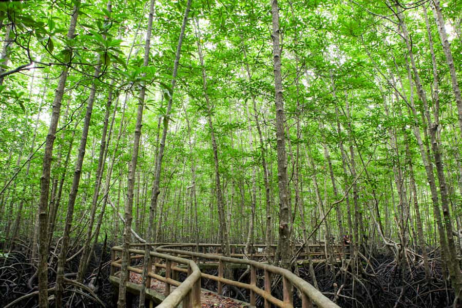 Ko Lanta: Mangrove Forest Boat Tour with Lunch or Dinner - Watching monkeys, crabs, mudskippers, and birds