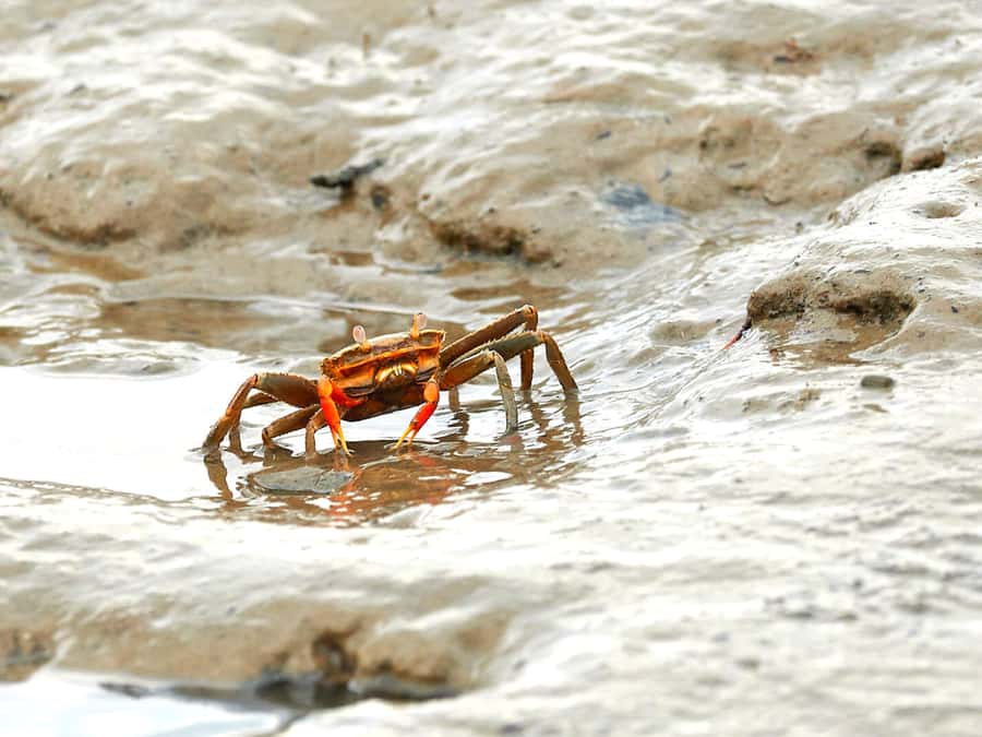 Ko Lanta: Mangrove Forest Boat Tour with Lunch or Dinner - Morning or afternoon: which departure works better?