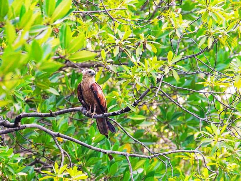 Ko Lanta: Mangrove Kayaking with Lunch and Hotel Transfer - Monkeys, mudfish, birds, and monitor lizards