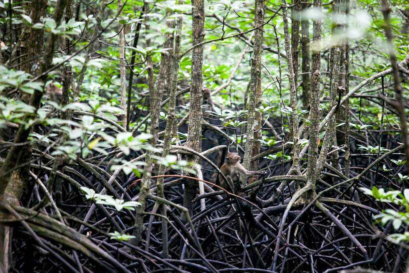 Ko Lanta: Mangrove Kayaking with Lunch and Hotel Transfer - A local guide can shape the whole outing