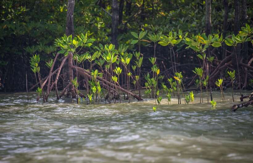 Ko Lanta: Mangrove Kayaking with Lunch and Hotel Transfer - Is $27 good value on Ko Lanta?