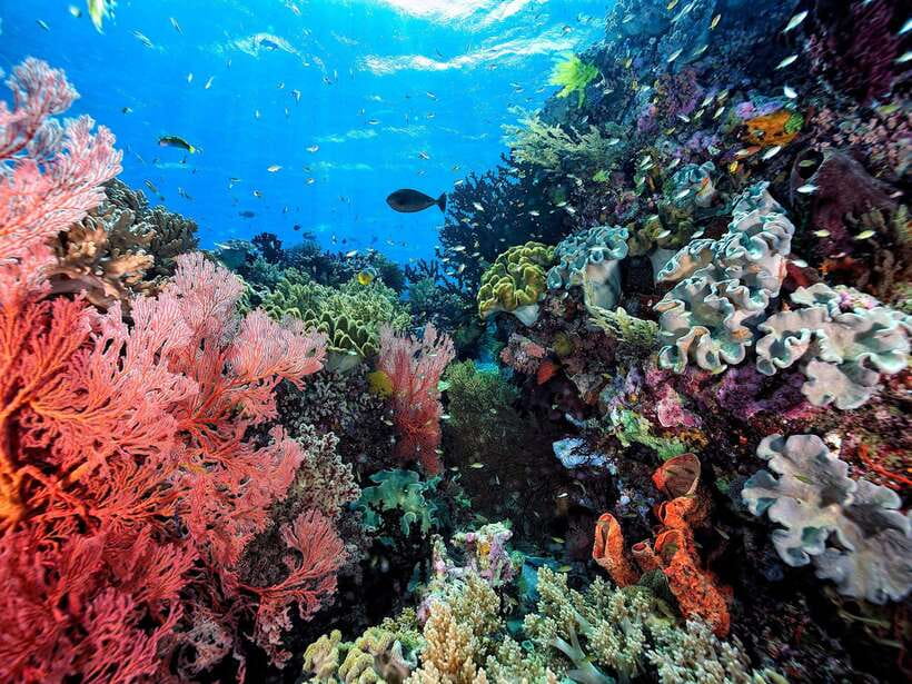 Ko Lanta: Snorkeling Adventure Tour to Koh Rok and Koh Haa - Lunch on the white sand at Koh Rok