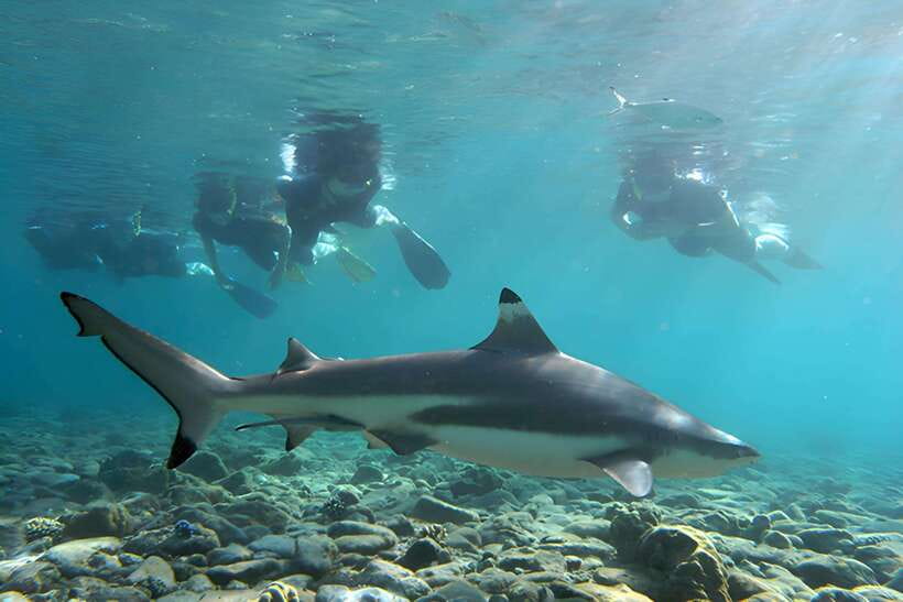 Ko Phi Phi Don: Speedboat Day Trip with Shark Snorkeling - Monkey Beach: close-up wildlife with limits