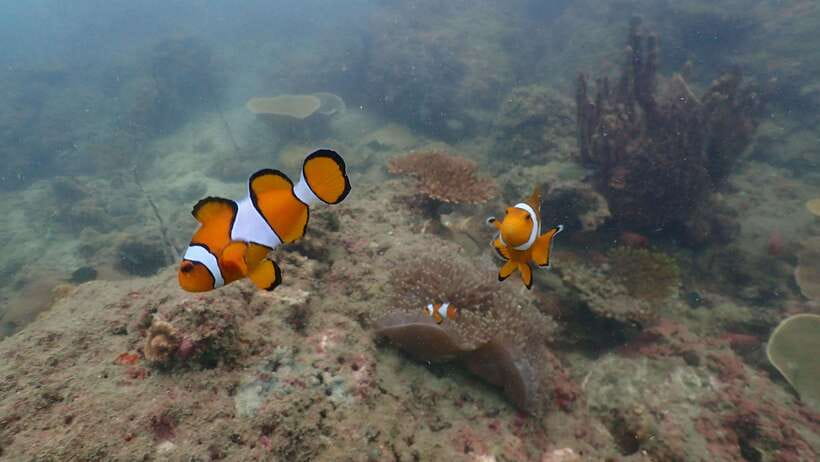 Ko Phi Phi Don: Speedboat Day Trip with Shark Snorkeling - A second snorkeling stop for turtles and reef life