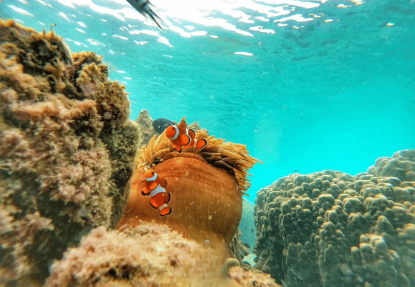 Ko Samet: 5 or 6 Islands Snorkeling Tour with Lunch Option - What the crew and onboard service add