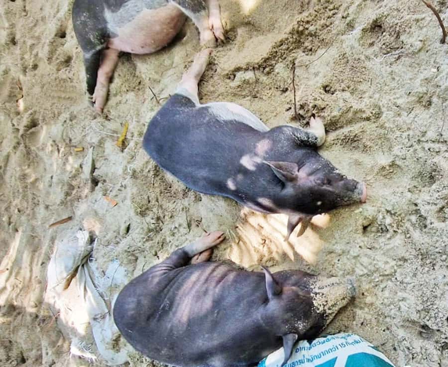Ko Samui: Pig Island Snorkeling and Koh Tan Speedboat Tour - Thai lunch on the sand