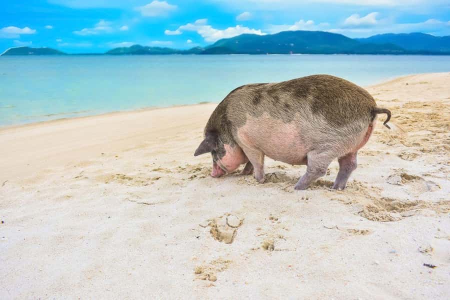 Ko Samui: Private Longtail Boat Tour to Koh Madsum & Koh Tan - Koh Madsum and the friendly pigs