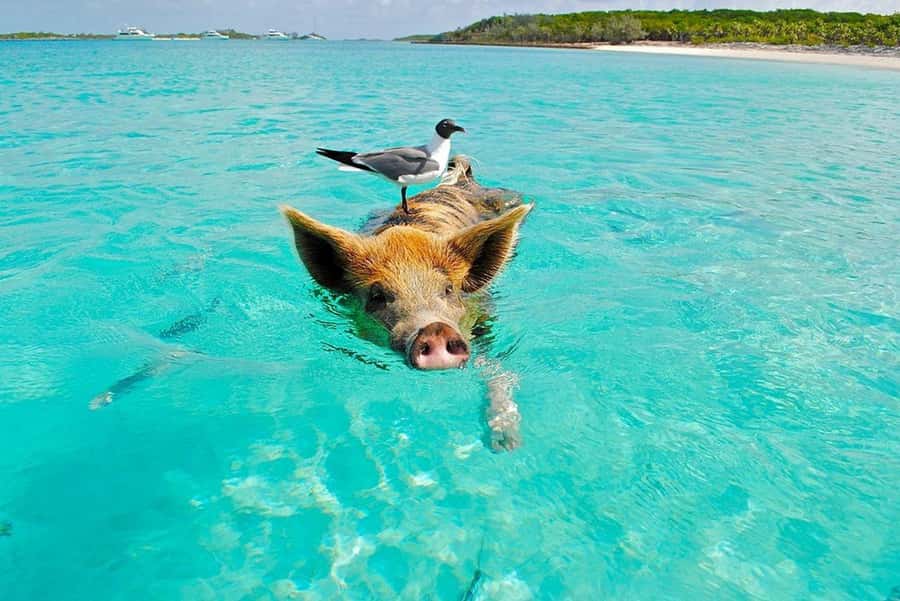 Ko Samui: Private Longtail Boat Tour to Koh Madsum & Koh Tan - Who will enjoy this tour most