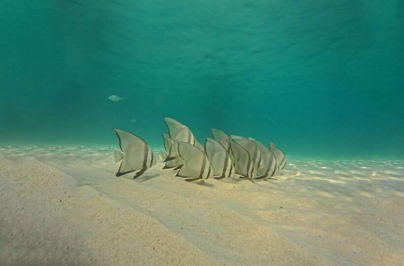 Ko Tao: Late Riser Snorkeling Tour with Lunch and Photos - Who will enjoy this tour most