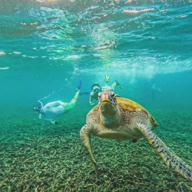 Ko Tao: Tao-Nangyuan Snorkeling Day Trip with Meals & Sunset - Shark Bay and the search for turtles