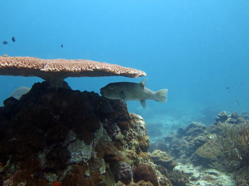 Koh Chang: Half-Day Snorkeling Adventure on a Speedboat - Booking details that matter