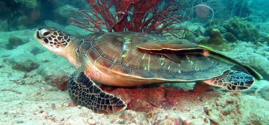 Koh Chang: Half-Day Snorkeling Adventure on a Speedboat - A short morning from Bang Bao Pier