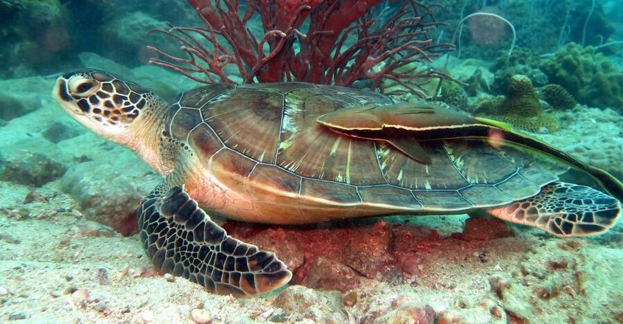 Koh Chang: Half-Day Snorkeling Adventure on a Speedboat - Two guided snorkeling stops around Koh Chang