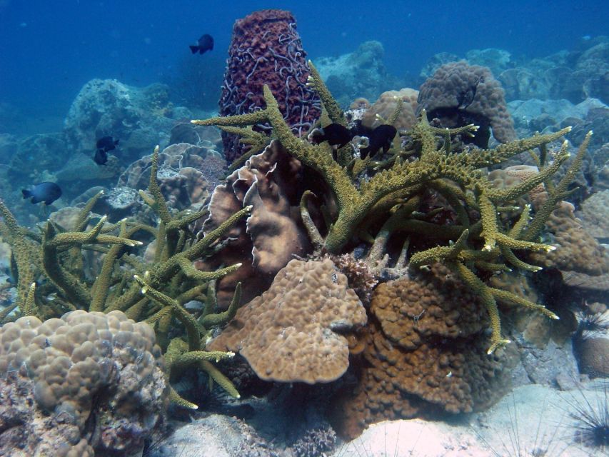 Koh Chang: Half-Day Snorkeling Adventure on a Speedboat - How the timing affects the value