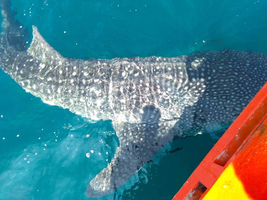 Koh Chang: Snorkeling Trip to Reefs or Wrecks with Lunch - Food, equipment, and comfort on board