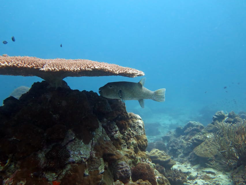 Koh Kood or Koh Rang: Snorkeling Day Trip with Buffet Lunch - A seven-hour morning on the water
