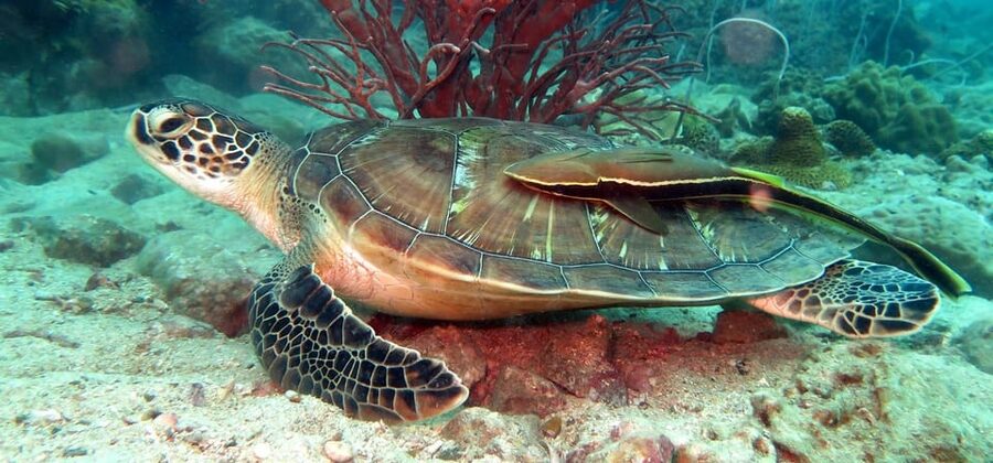 Koh Kood or Koh Rang: Snorkeling Day Trip with Buffet Lunch - What the three snorkel stops offer
