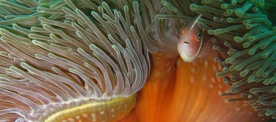 Koh Kood or Koh Rang: Snorkeling Day Trip with Buffet Lunch - Small details that improve the day