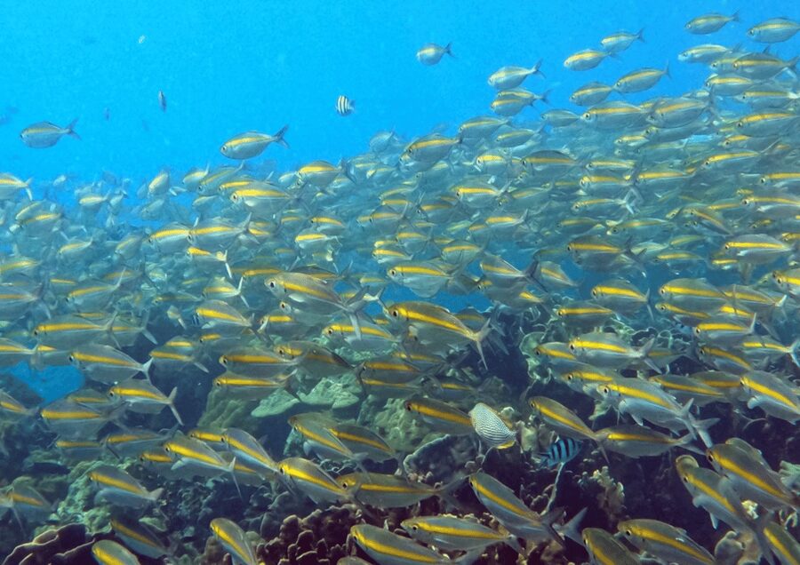 Koh Kood: Snorkeling Speedboat Tour with Lunch and Transfer - Key points at a glance