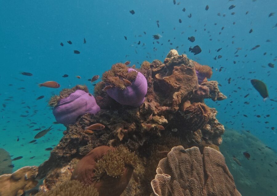 Koh Kood: Snorkeling Speedboat Tour with Lunch and Transfer - Ko Raet and the second look below the surface