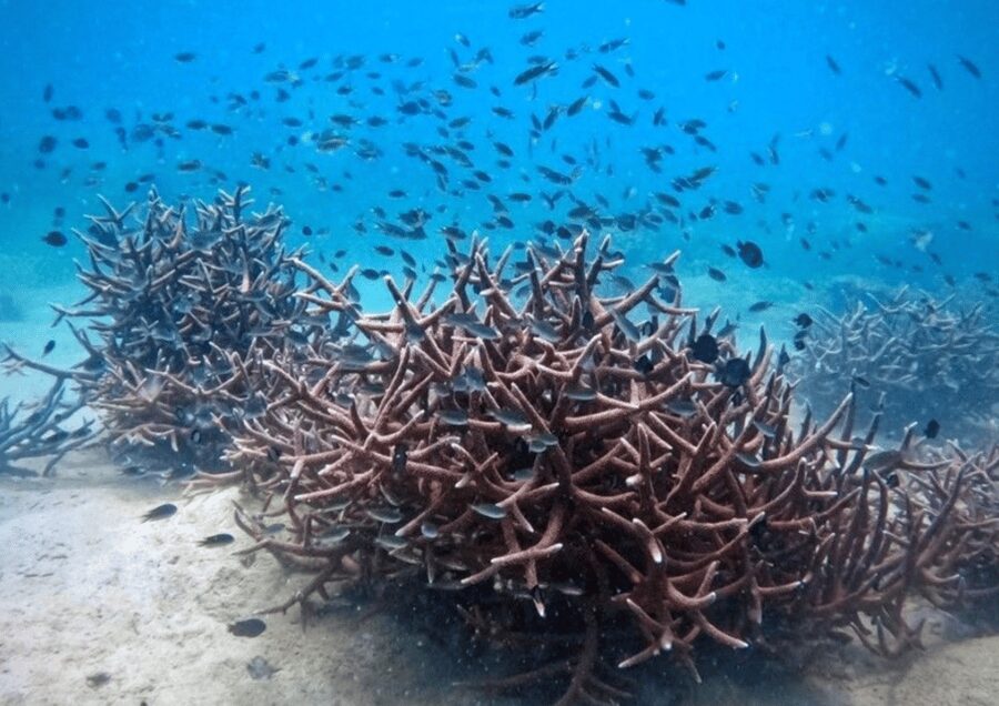 Koh Kood: Snorkeling Speedboat Tour with Lunch and Transfer - What the four-hour schedule really means