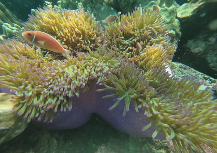 Koh Kood: Snorkeling Speedboat Tour with Lunch and Transfer - Comfort, communication, and practical limits