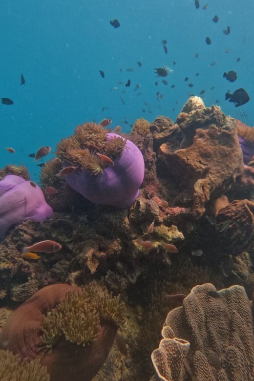 Koh Kood: Snorkeling Speedboat Tour with Lunch and Transfer - Who gets the best value from this trip