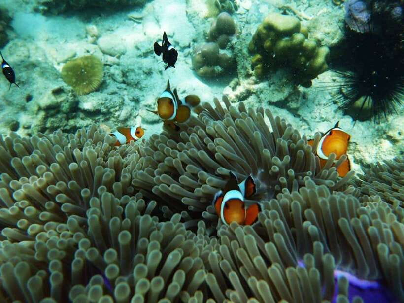 Koh Lanta: 4 Islands and Emerald Cave Snorkeling Trip - What the guide can add to the day