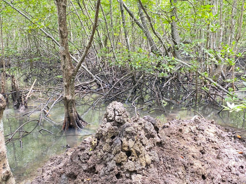 Koh Lanta:Mangrove + Elephant Camp Half Day Tour - Meeting the monkeys on the boat