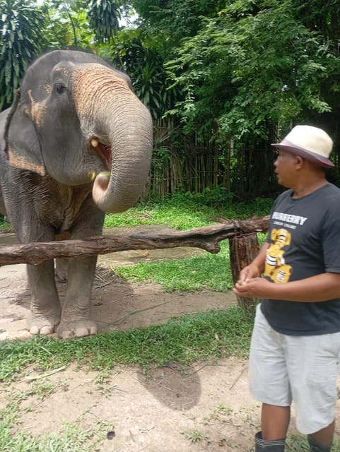 Koh Lanta:Mangrove + Elephant Camp Half Day Tour - Tum Mai Kaew elephant park