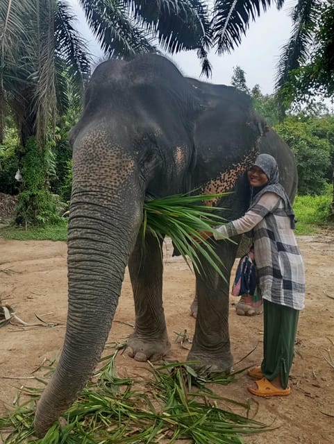 Koh Lanta:Mangrove + Elephant Camp Half Day Tour - Who should book this experience