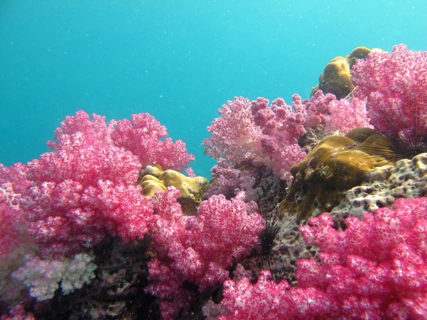 Koh Lipe: 5 Island Snorkeling Trip by Longtail Boat w/ Lunch - What the $22 price really covers
