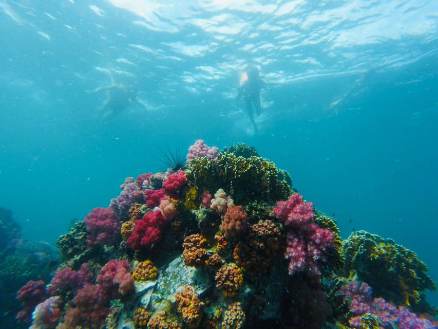 Koh Lipe: 7 Island Snorkeling Trip by Longtail Boat w/ Lunch - Jabang: soft coral and the last snorkel