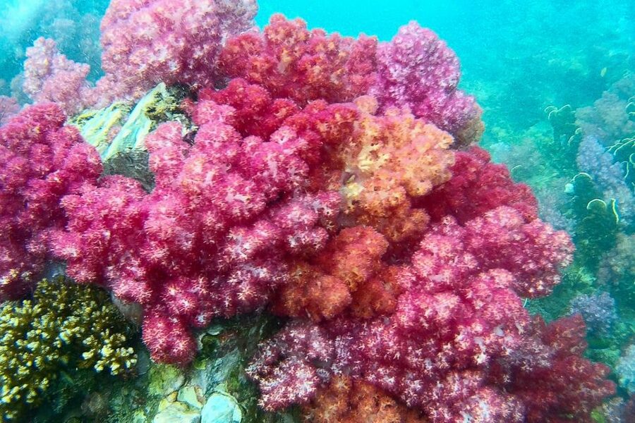 Koh Lipe: Full Day Multi-Island Snorkeling Trip with Lunch - Koh Mai Phai and Koh Phueng bring the reef life