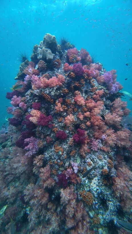 Koh Lipe: Half-Day Snorkeling (Morning/Afternoon/Sunset) - Choosing Between Morning, Afternoon, and Sunset