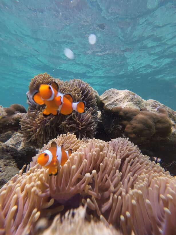 Koh Lipe: Half-Day Snorkeling (Morning/Afternoon/Sunset) - What the $16 Price Really Includes