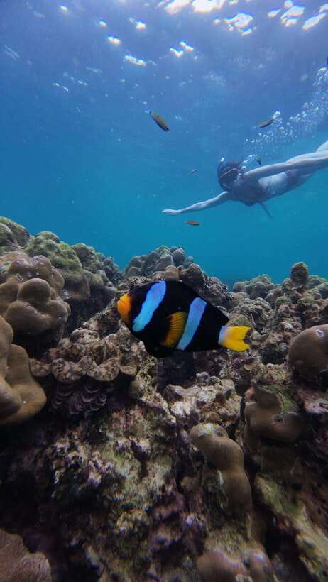 Koh Lipe: Half-Day Snorkeling (Morning/Afternoon/Sunset) - Jabang Island’s Soft Coral Gardens