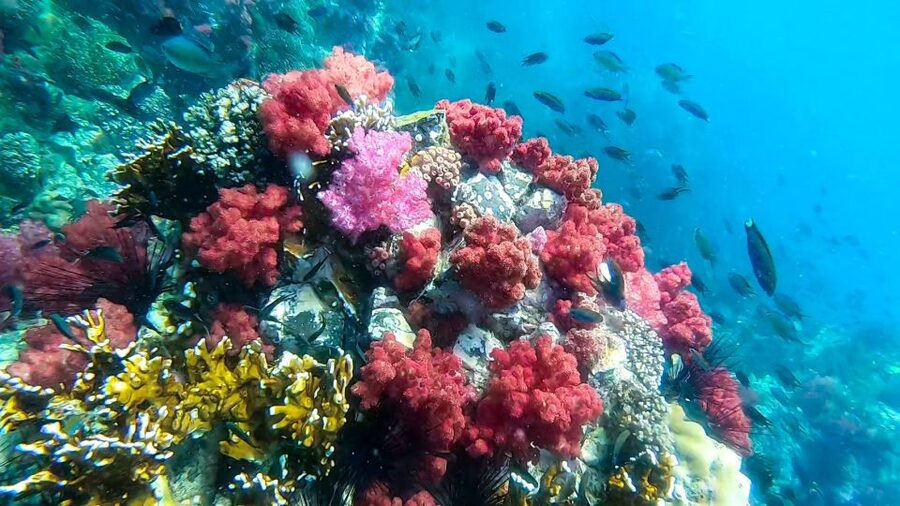 Koh Lipe: Longtail Boat Snorkeling Trip Program A - What the GoPro service is really worth